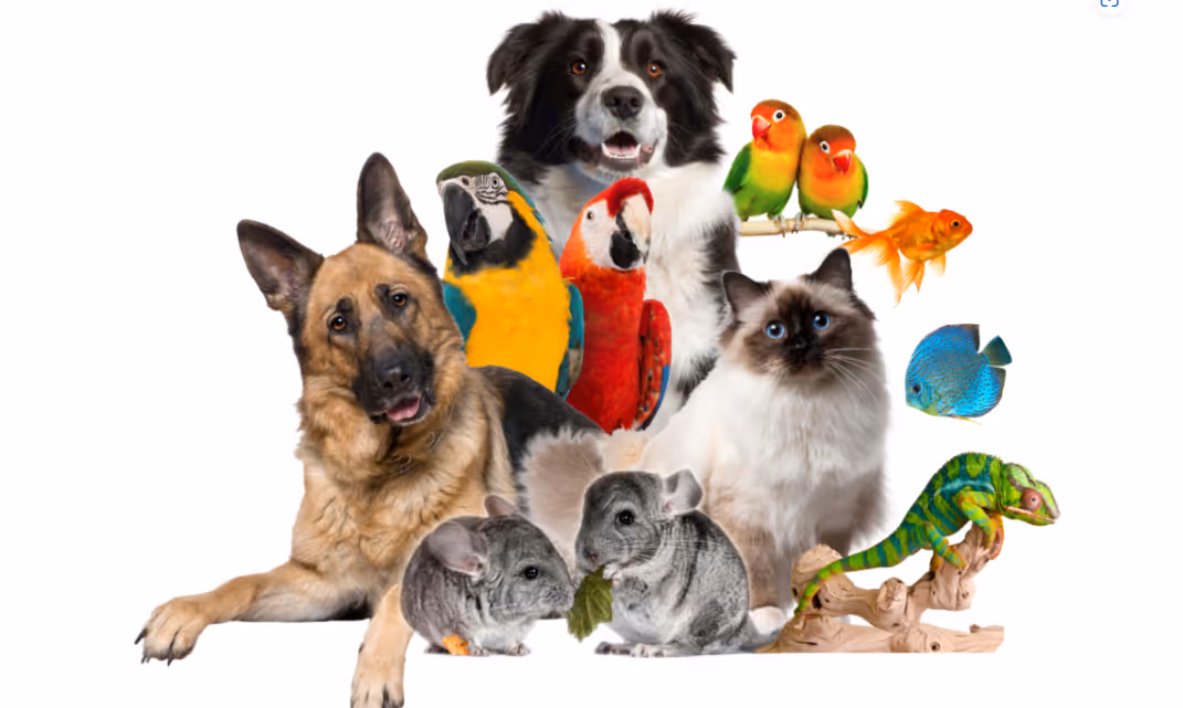 Pets Dropshipping Suppliers in South Africa