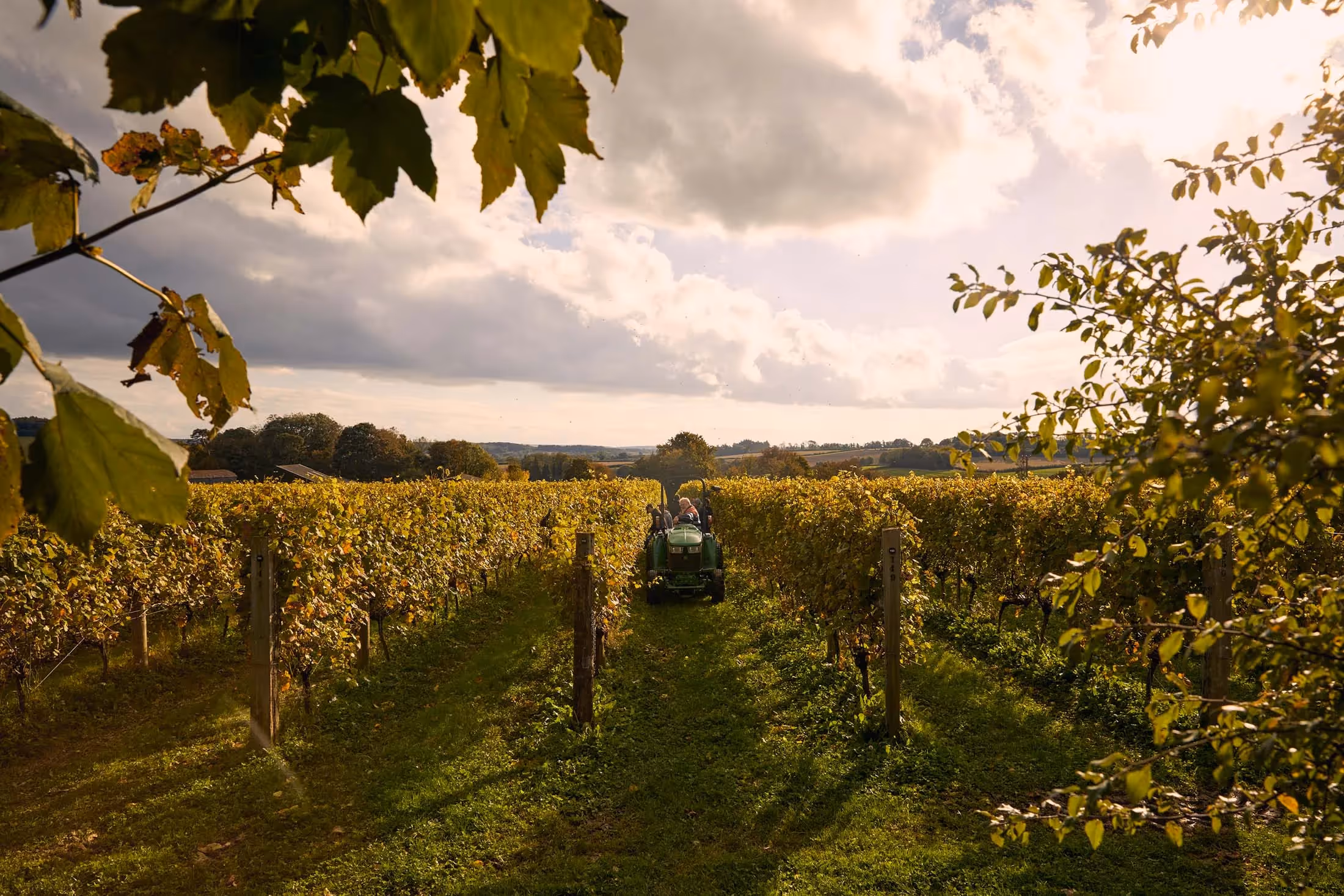 Langham Wine Estate