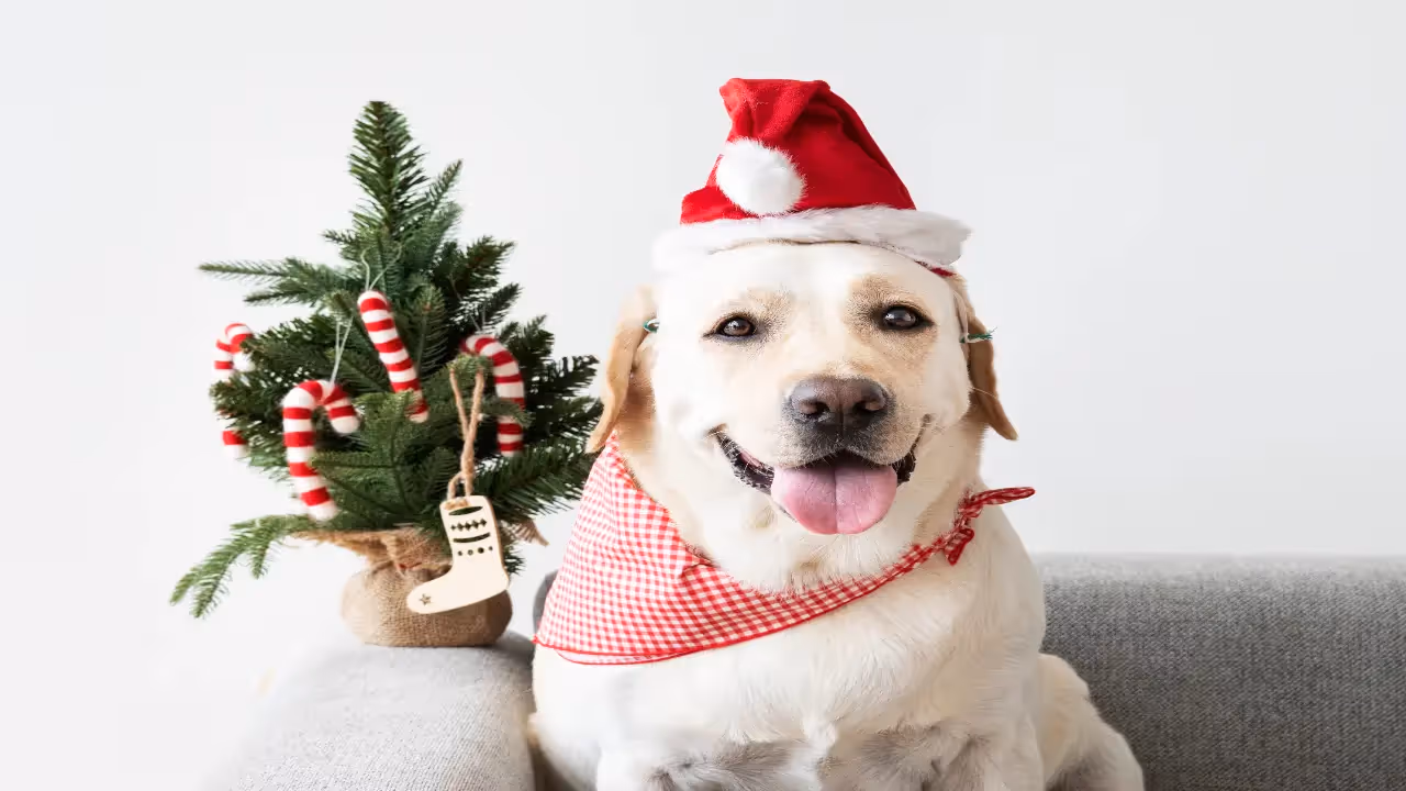 Fantasias de Natal para Animais de Estimação