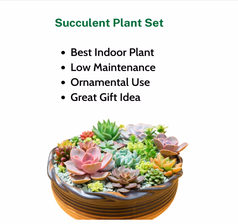 Description du produit des plantes