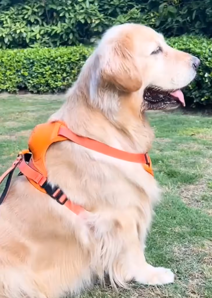 Dropship Dog Retractable Leash