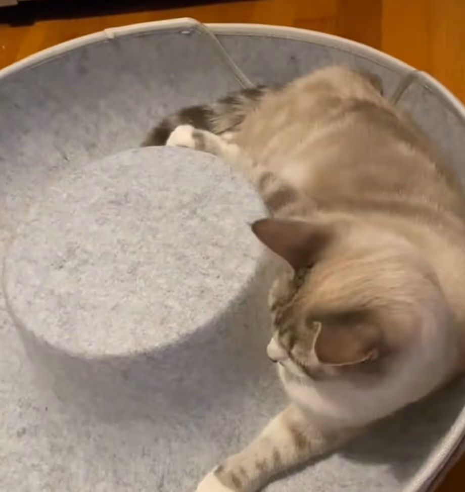 Dropship Tunnel Cat Bet