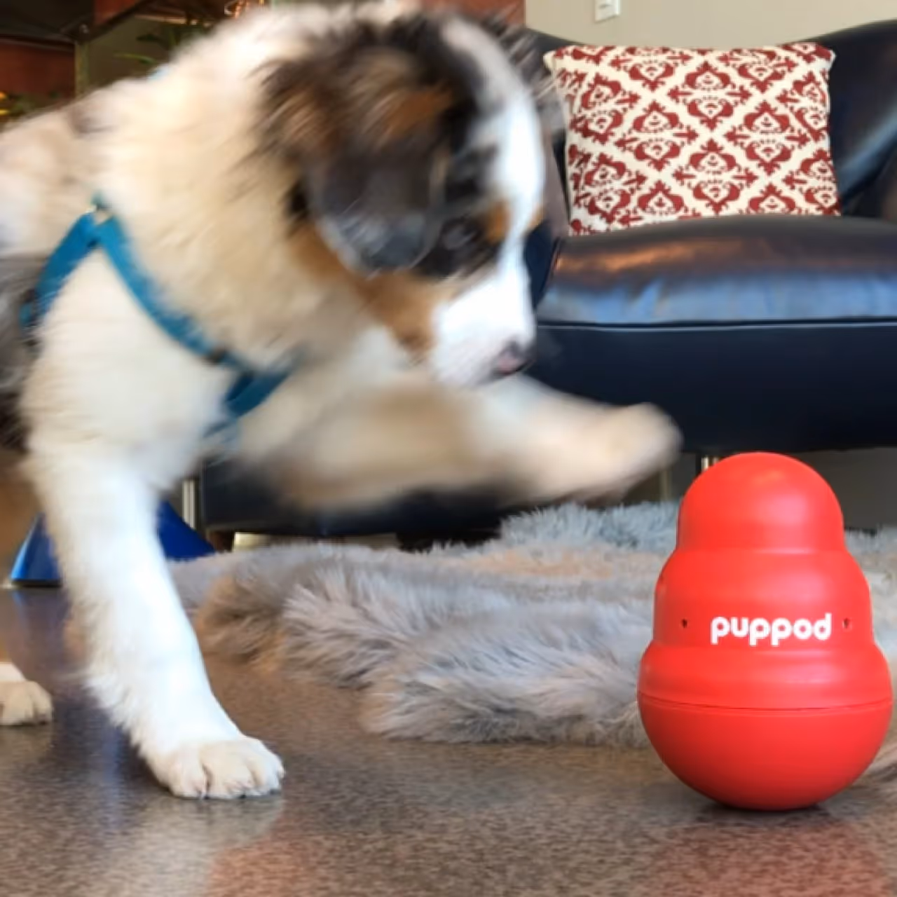 Hush Pod Dog Trainer