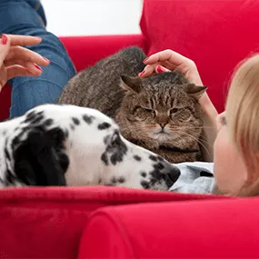 A dog lying beside a woman, while a cat rests on her stomach.