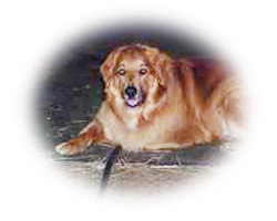 Golden Retriever 'Tigger'