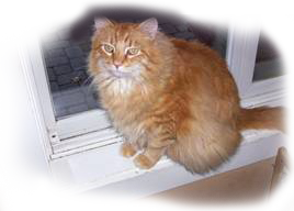Orange tiger cat 'Petey'