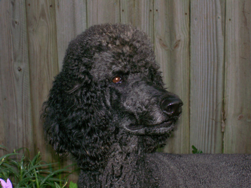 Poodle dog 'Wagner'