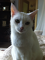 White cat 'Minky'