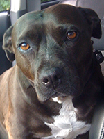 Pit mix dog 'Zoe'