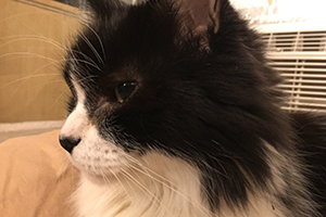 Cat profile view 'Gee'
