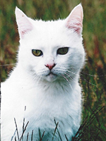 White cat outside 'Elfy'