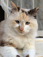Fluffy cat 'Fairy'