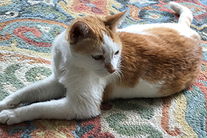 Cat lying on floor 'Bunny'