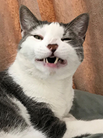 Cat smiling