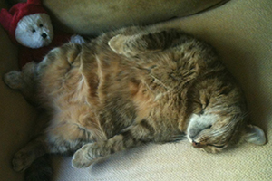 cat snoozing