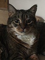 Gray tiger cat