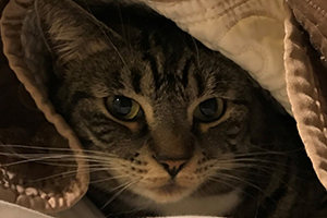 Cat hiding under covers 'Bella'