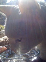 Cat drinking water 'Pinky'