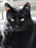 Black cat