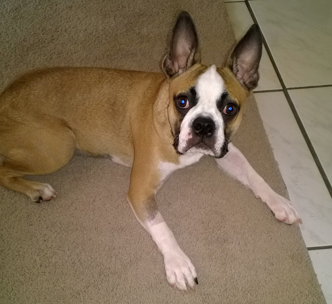 Bulldog mix 'Simon'