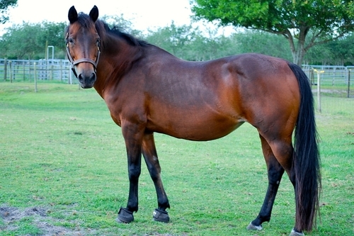 Brown Horse