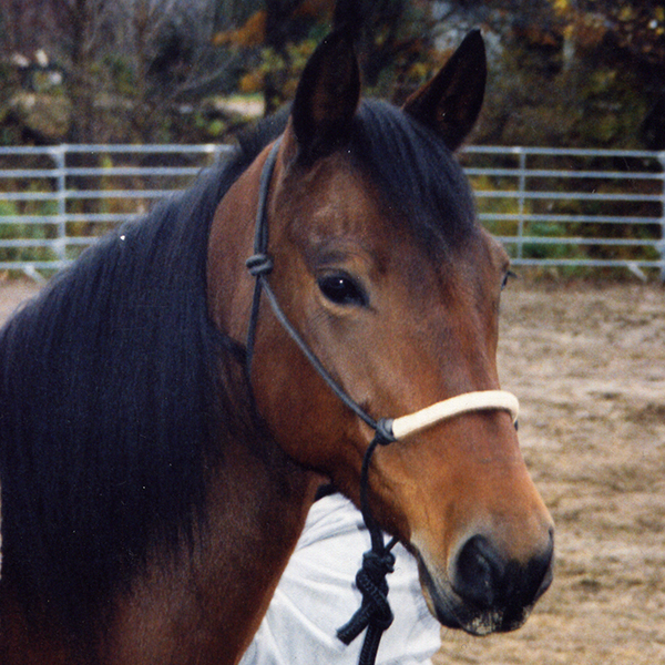 Brown horse 'Jewel'
