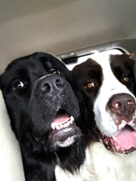 two happy dogs