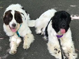 two happy dogs