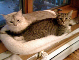 two cats snuggling