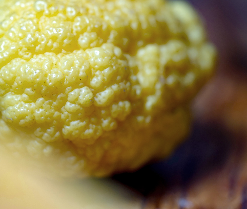 Cedro Zitrone