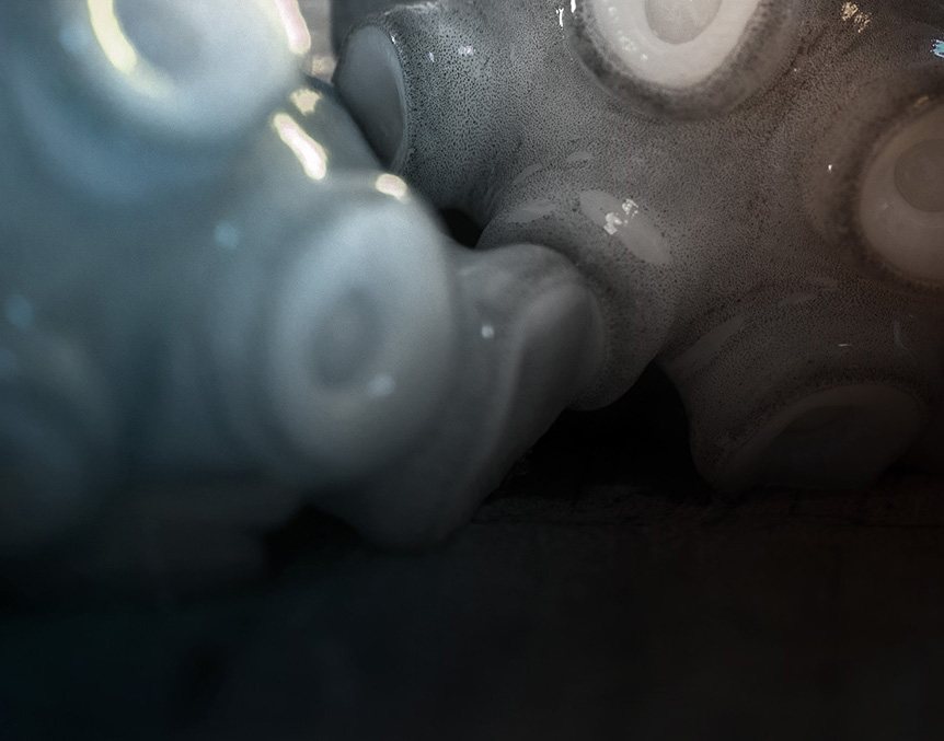 foto von octopus