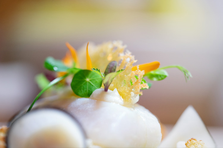 Skrei mit Pastinake und schwarzem Rettich