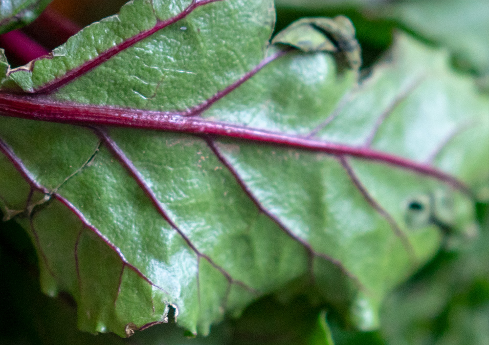 Auch Kohrabi hat Blätter