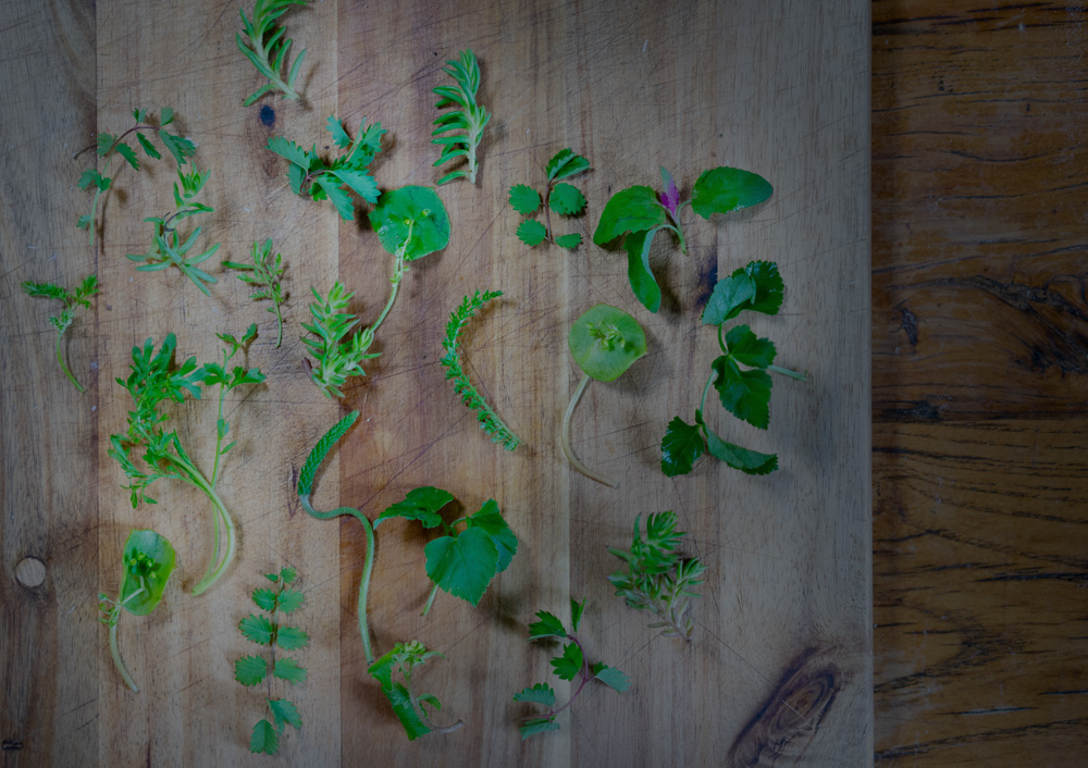 plating agnolotti kräuter brett