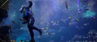 Try scuba diving with an instructor