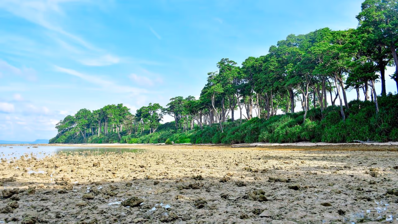 Neil Island (Shaheed Dweep) Forest