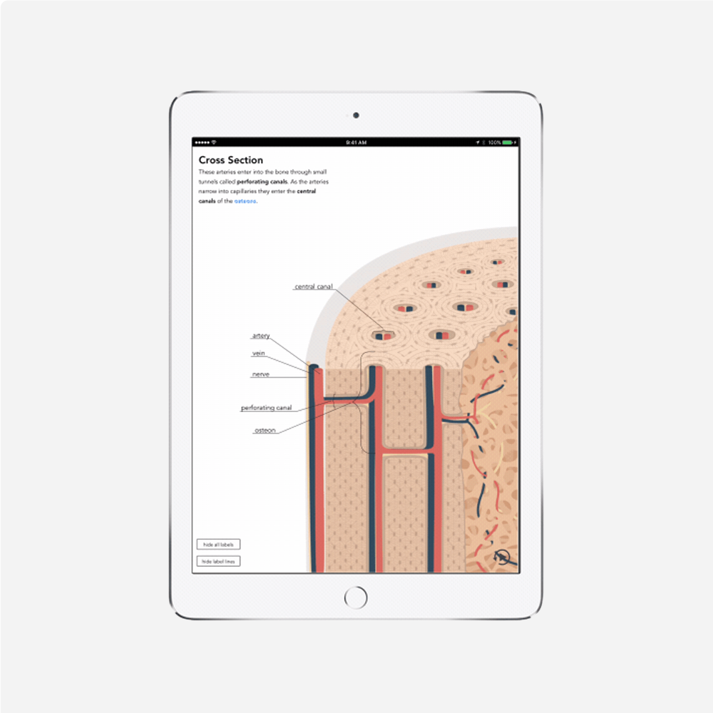 cross section of bone animation