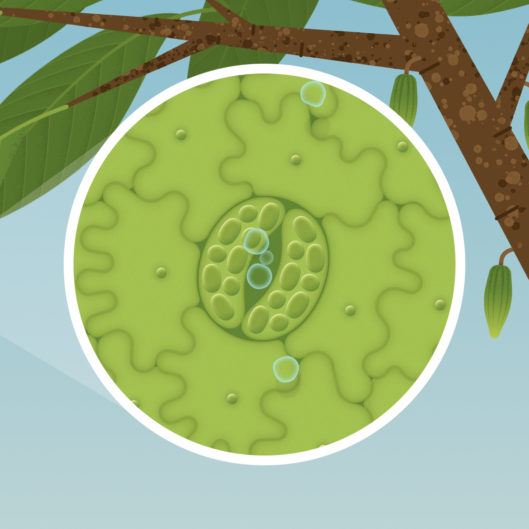 stomata of leaf on cacao tree