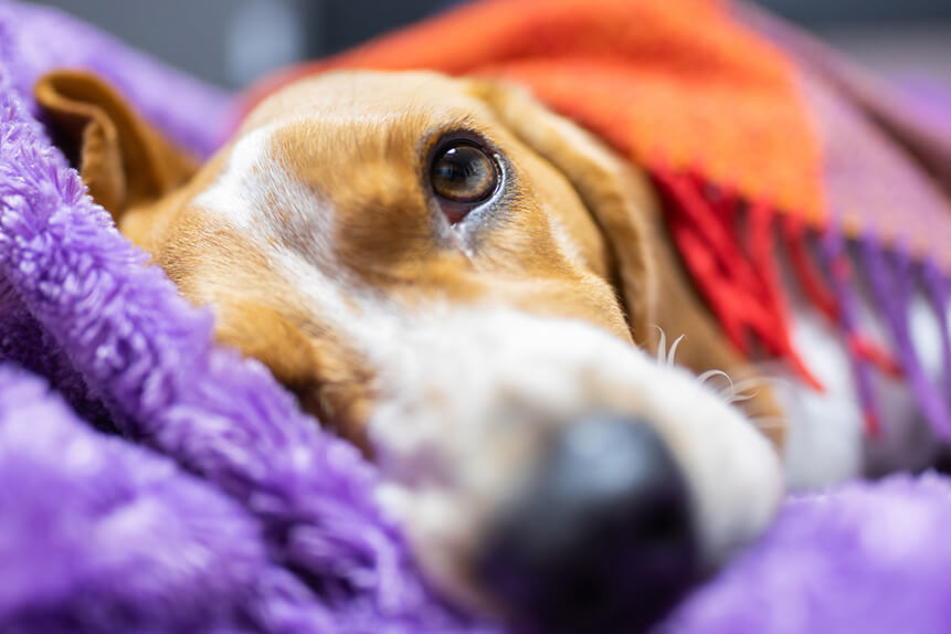 Let your donations go to the dogs (and cats, and rabbits, and guinea pigs...)