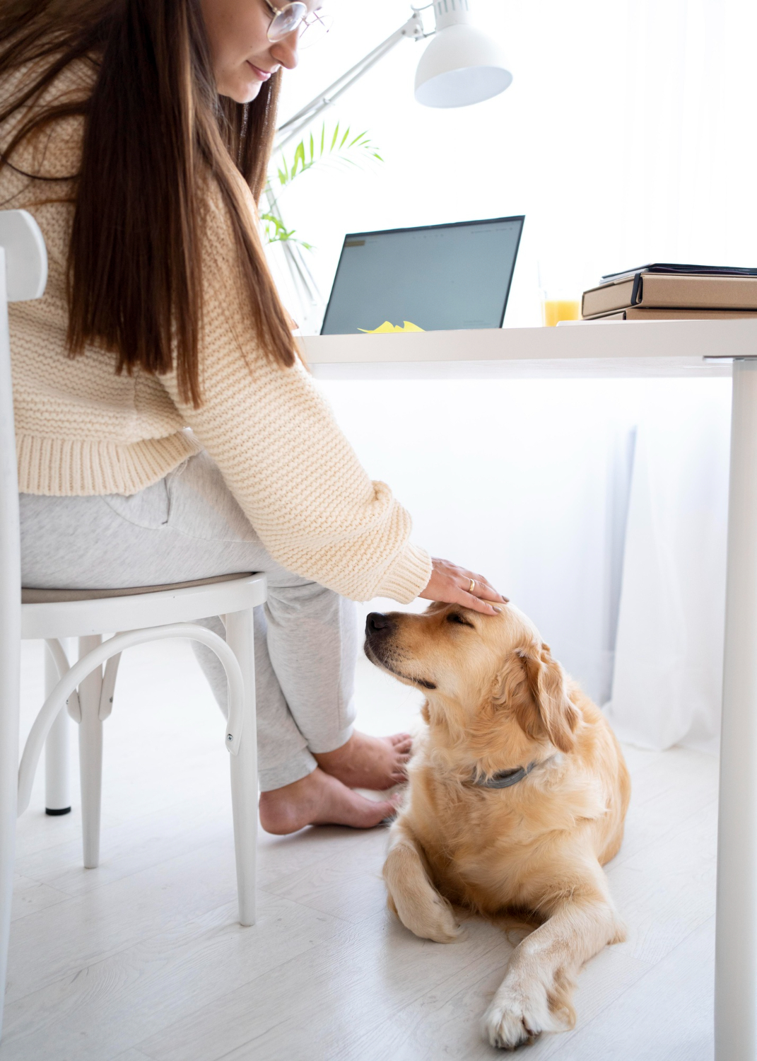 Hund am Arbeitsplatz: Was Unternehmen beachten sollten