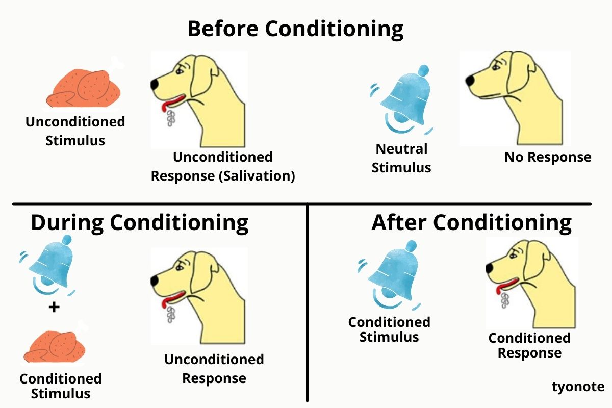 Pavlovs Classical Conditioning