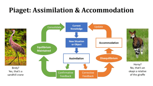 Assimilation vs accommodation