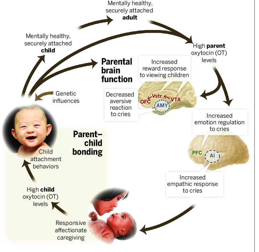 Attachment Theory Mechanisms