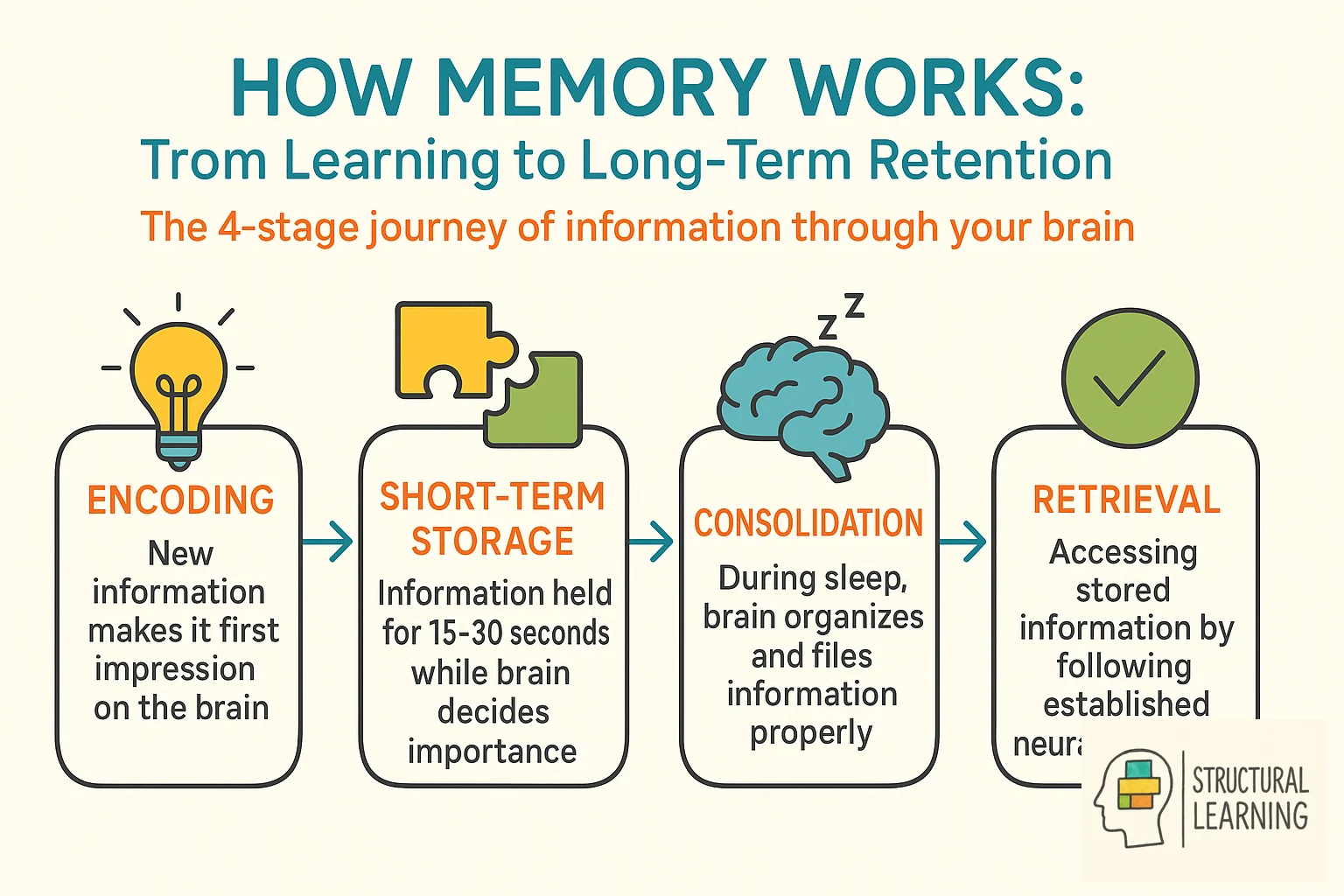 Four-step memory process infographic showing encoding, short-term storage, consolidation, and retrieval