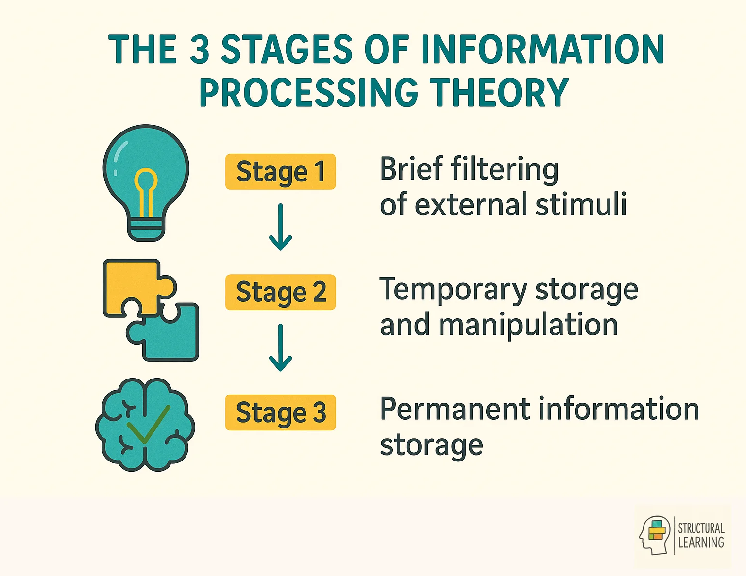 Three-stage information processing model showing sensory, short-term, and long-term memory stages