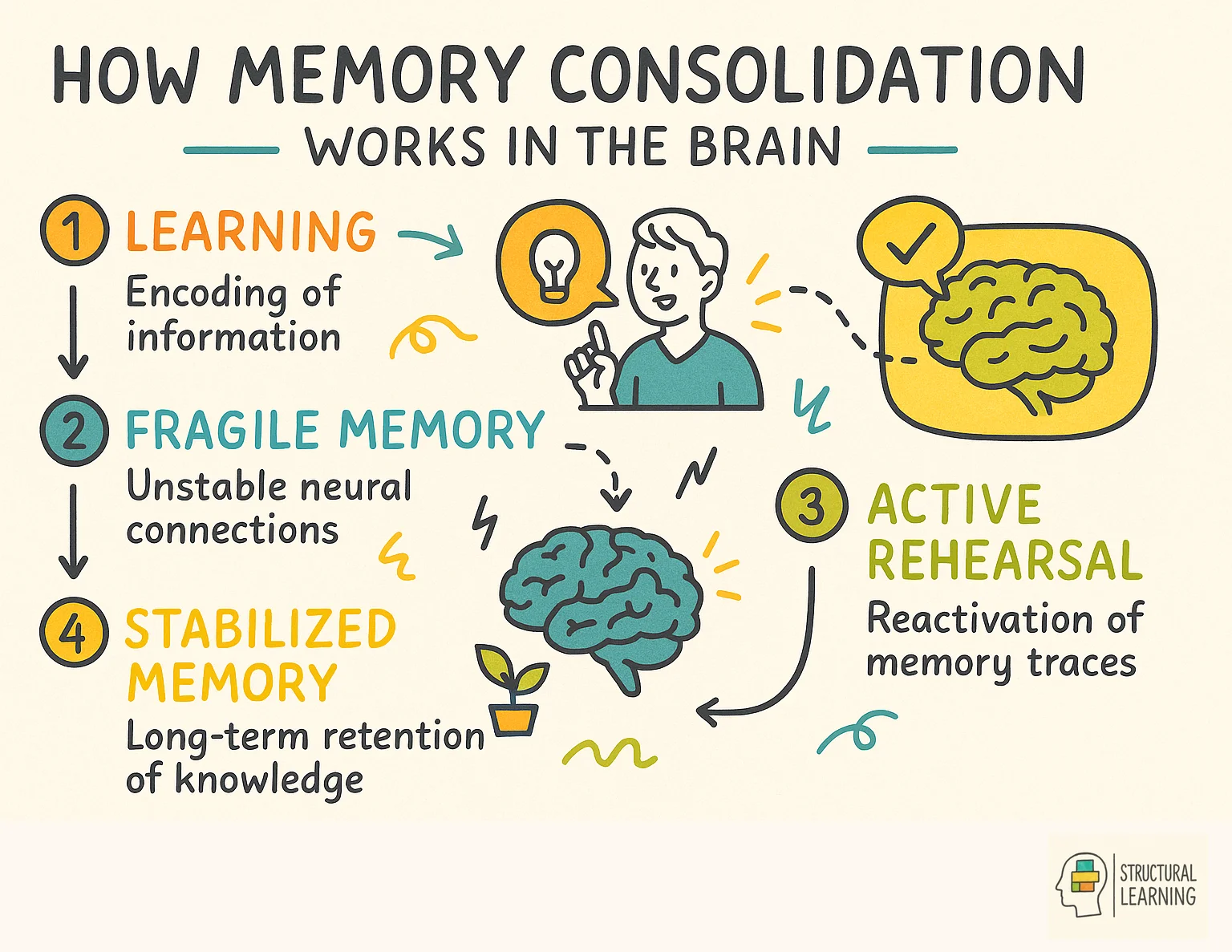 How Memory Consolidation Works in the Brain infographic for teachers