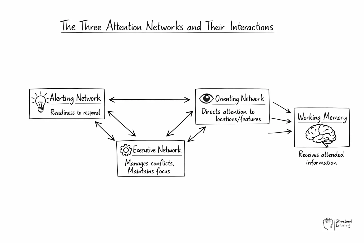 Network diagram showing three interconnected attention systems feeding into <a href=