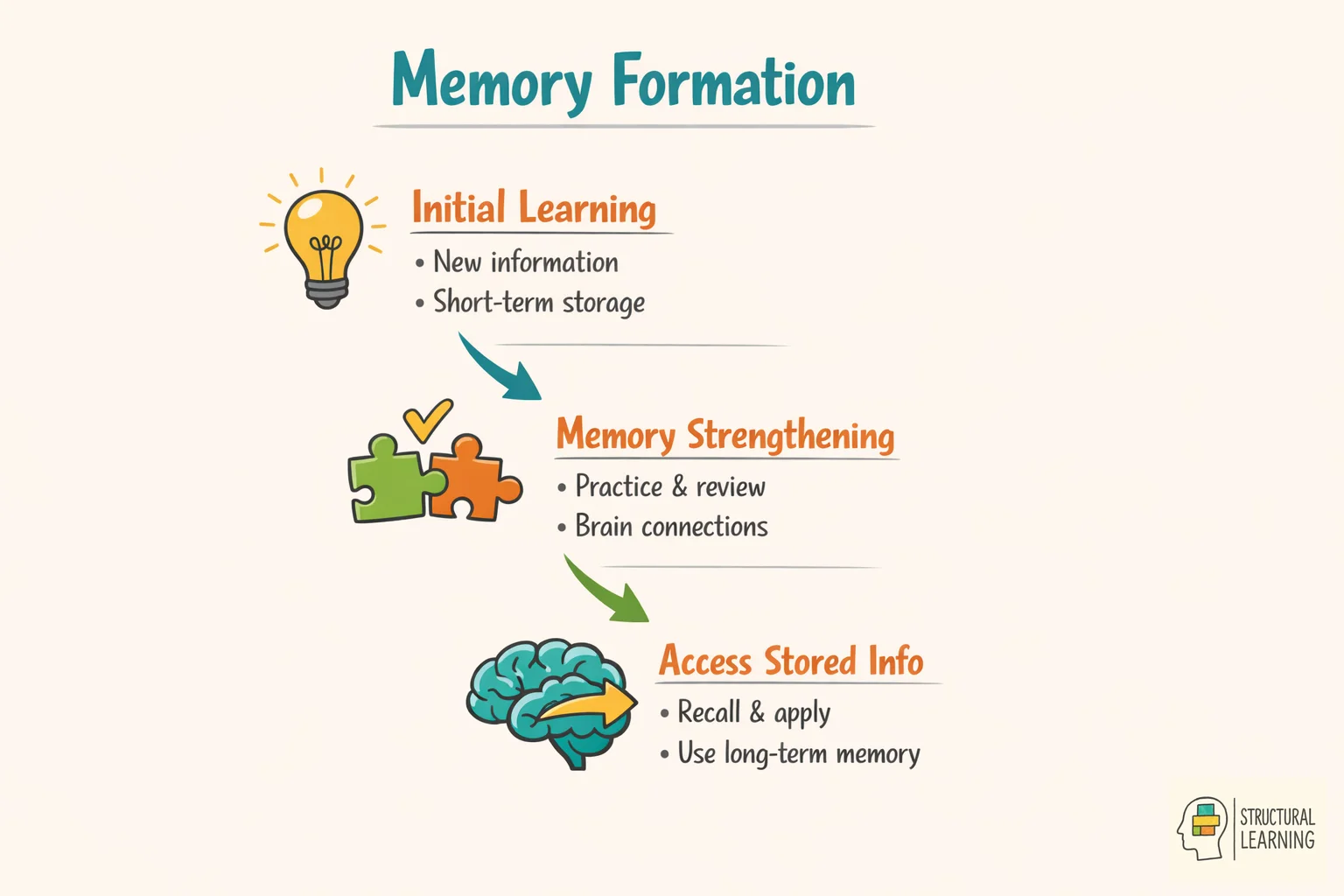 Three stages of memory formation: encoding, consolidation, and retrieval with timelines