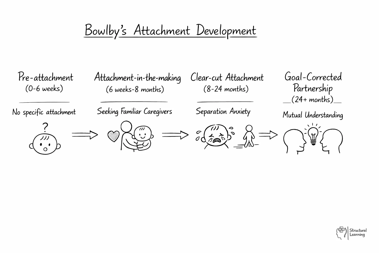 Timeline showing Bowlby's four attachment stages from birth to 24+ months with key behaviors
