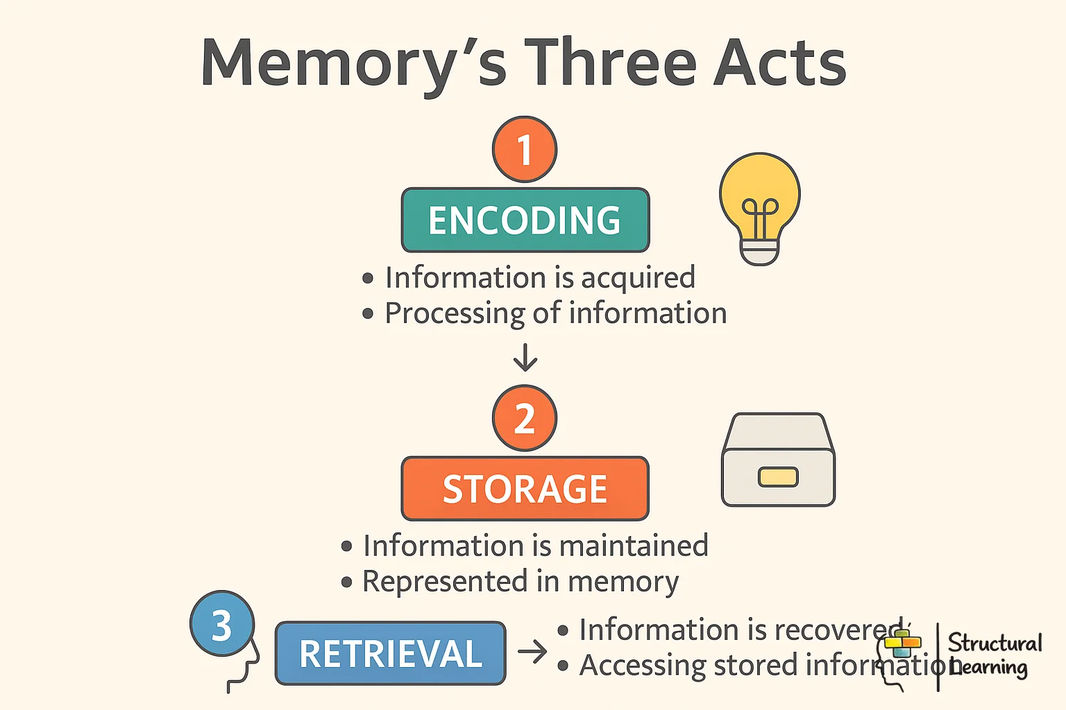 Three-stage memory process infographic showing encoding, consolidation, and retrieval phases of learning